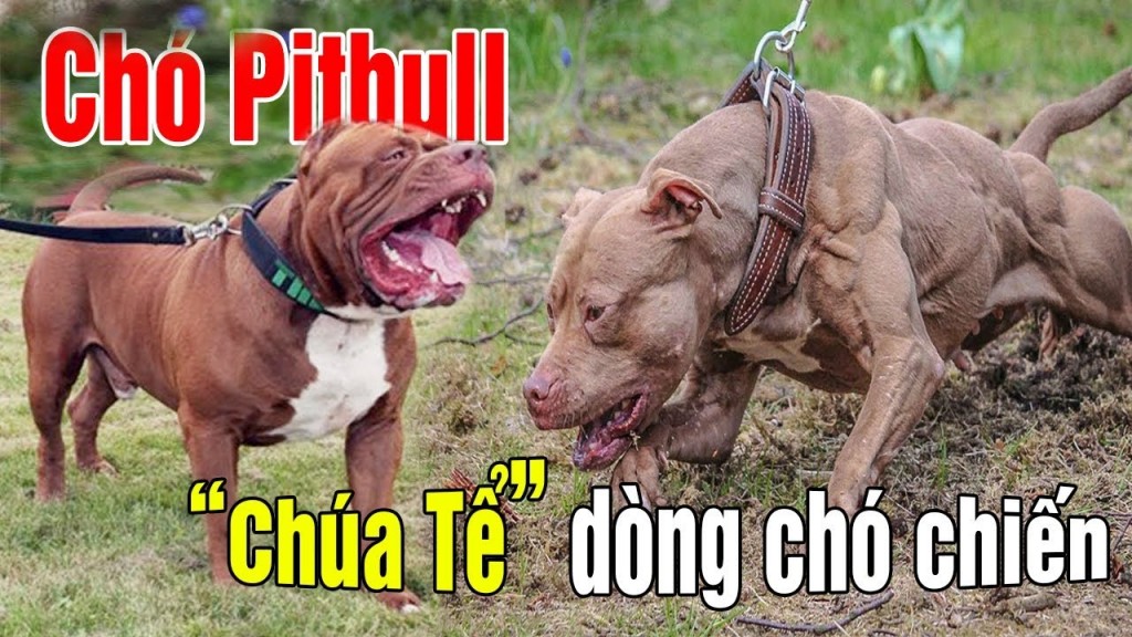 Nuôi chó